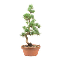 Mädchenkiefer 'Pinus parviflora'