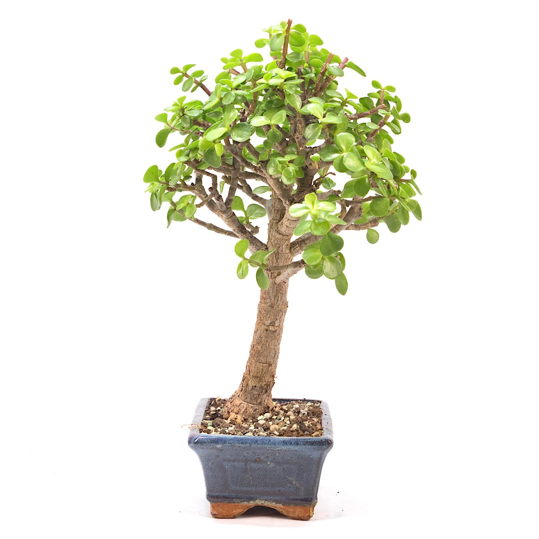Speckbaum 'Portulacaria afra'