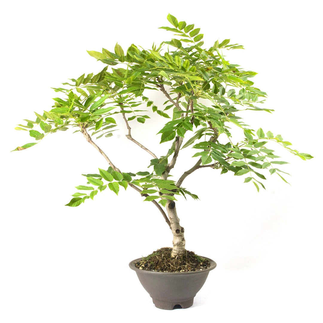 Blauregen 'Wisteria floribunda' Bearbeitet