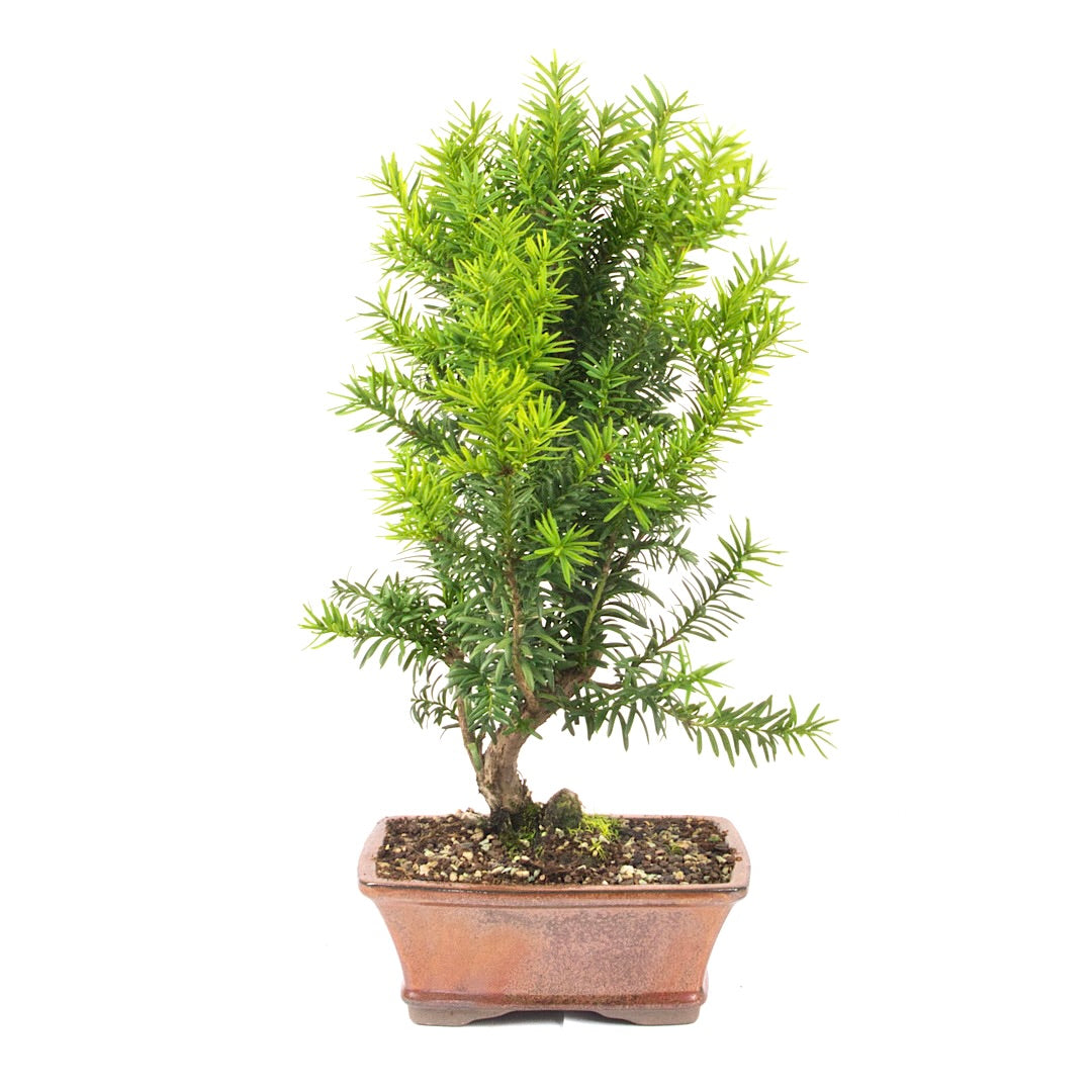 Eibe Hybrid 'Taxus media'