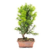 Eibe Hybrid 'Taxus media'