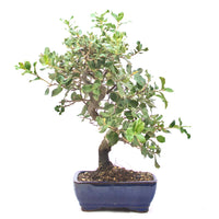 Kork-Eiche 'Quercus suber'