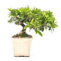 Feuerdorn 'Pyracantha coccinea'