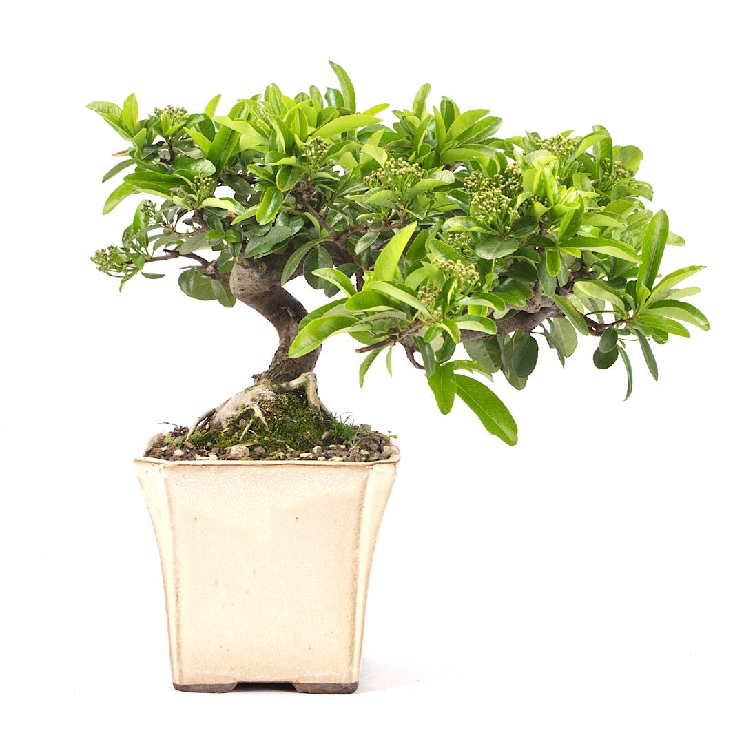 Feuerdorn 'Pyracantha coccinea'
