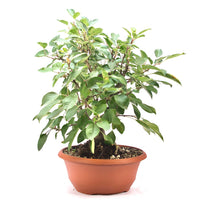 Zierapfel 'Malus spec.'