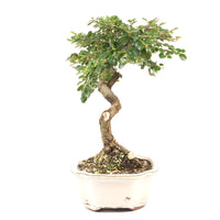 Fächer- Zwergmispel 'Cotoneaster horizontalis'
