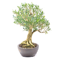 Chinesischer Buchsbaum 'Buxus harlandii'