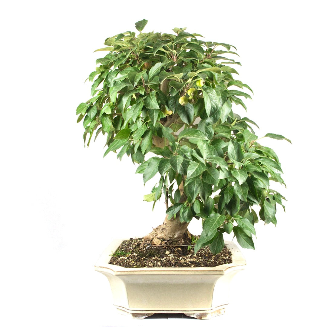 Zierapfel 'Malus spec.'