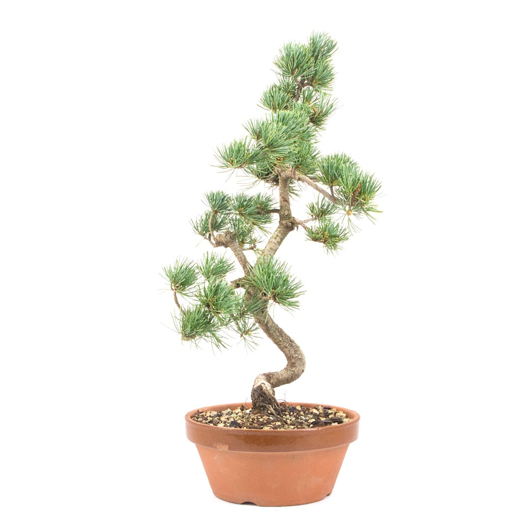 Mädchenkiefer 'Pinus parviflora'