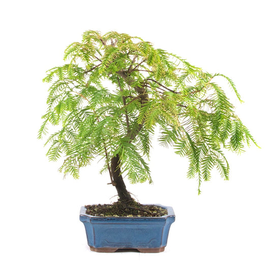 Urwelt Mammutbaum 'Metasequoia glyptostroboides'