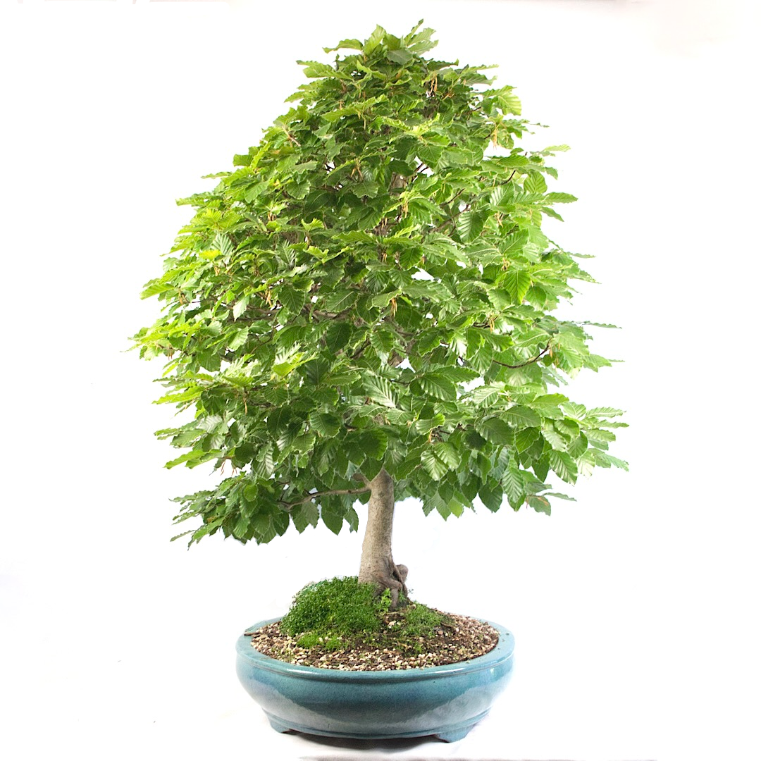Rotbuche 'Fagus sylvatica'