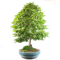 Rotbuche 'Fagus sylvatica'