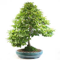 Rotbuche 'Fagus sylvatica'