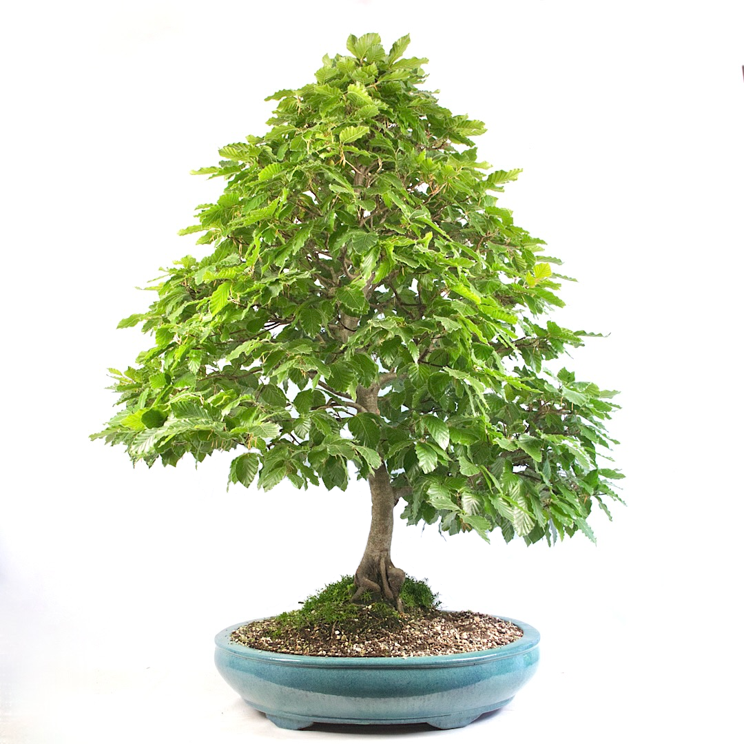 Rotbuche 'Fagus sylvatica'