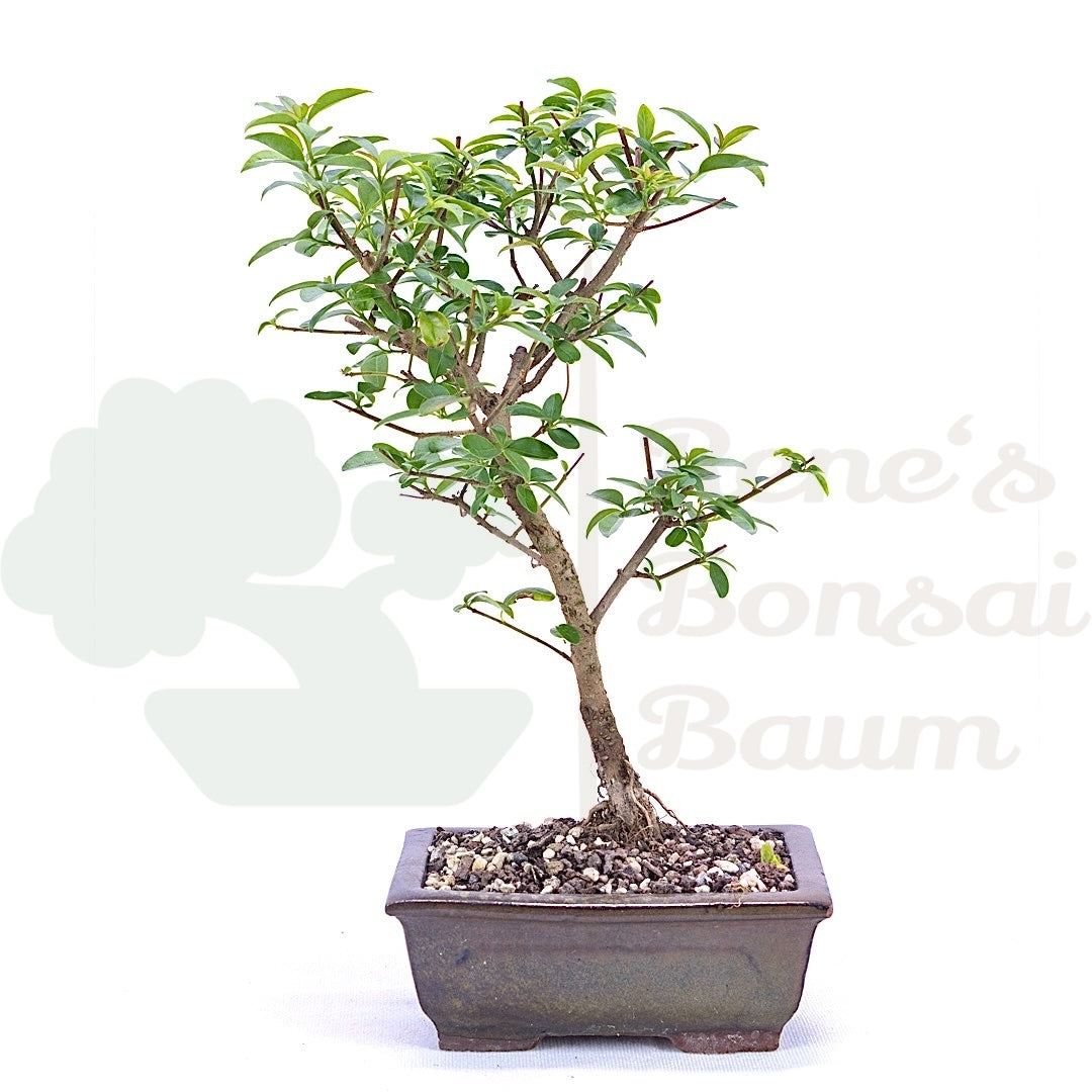 Gewöhnlichen Liguster
‚Ligustrum vulgare‘
