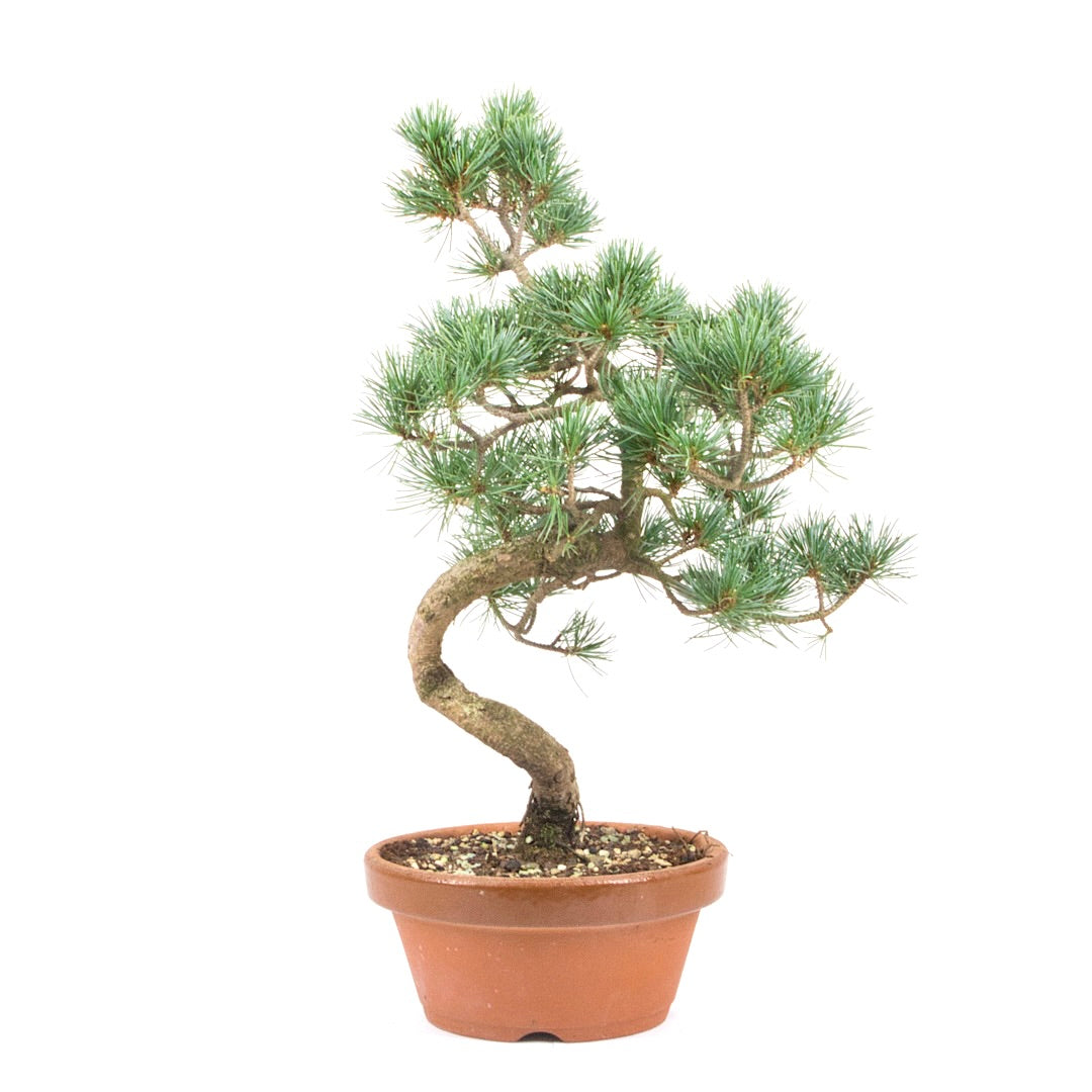 Mädchenkiefer 'Pinus parviflora'