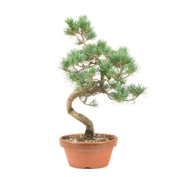 Mädchenkiefer 'Pinus parviflora'