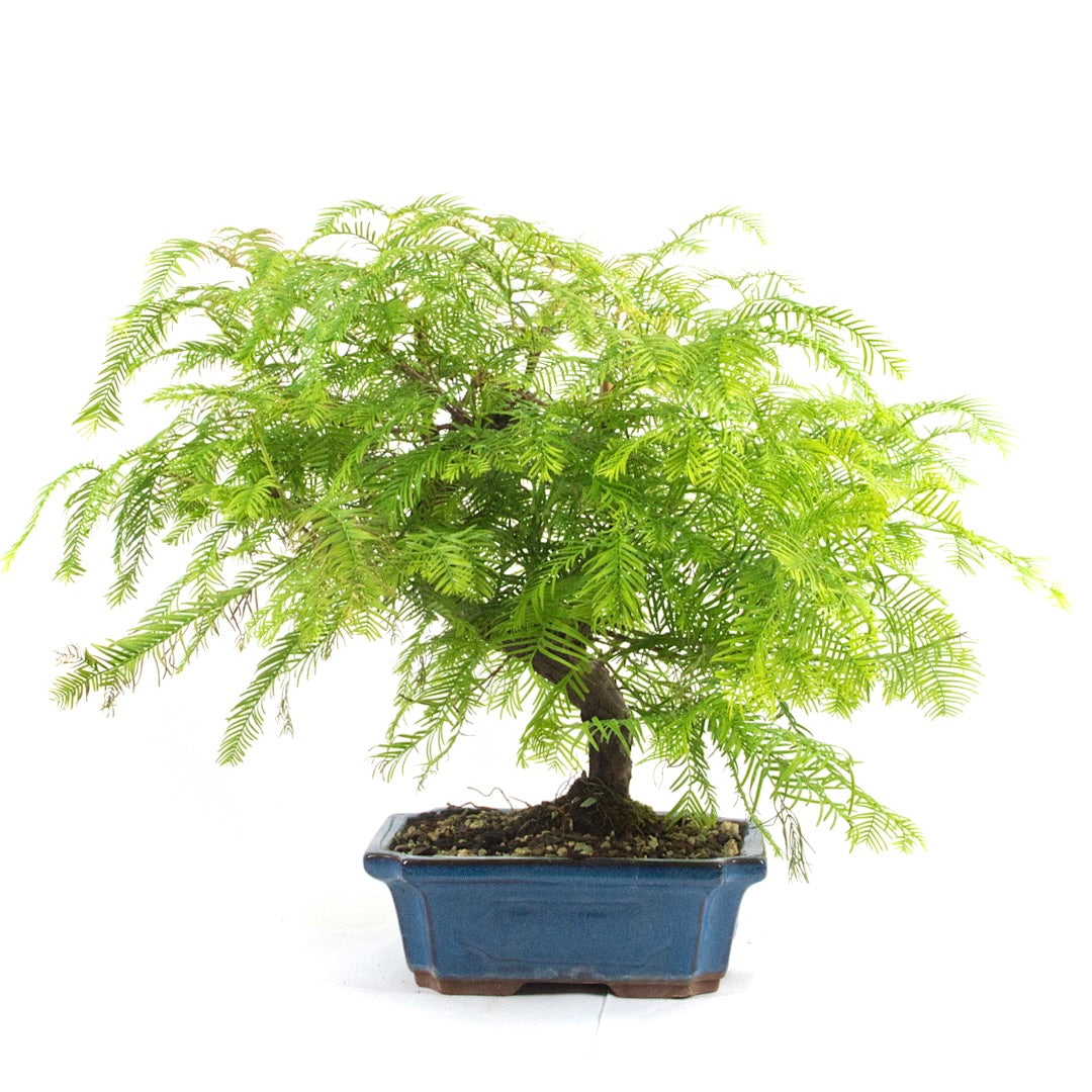 Urwelt Mammutbaum 'Metasequoia glyptostroboides'