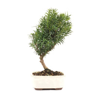 Eibe Hybrid 'Taxus media'