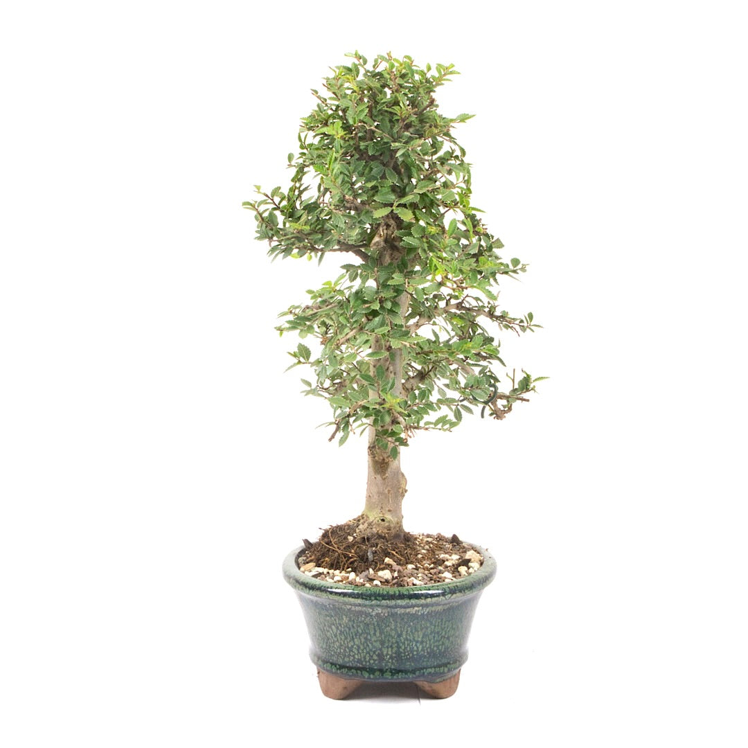 Japanische Ulme 'Ulmus japonica'
