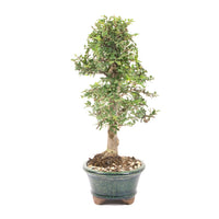 Japanische Ulme 'Ulmus japonica'