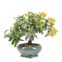 Feuerdorn 'Pyracantha coccinea'