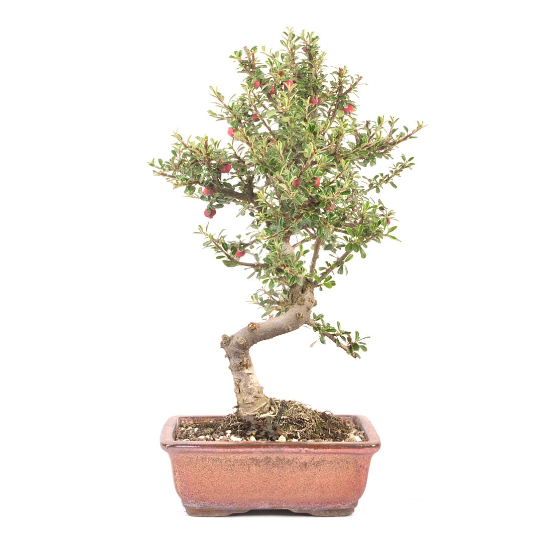 Fächer- Zwergmispel 'Cotoneaster horizontalis'