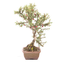 Fächer- Zwergmispel 'Cotoneaster horizontalis'