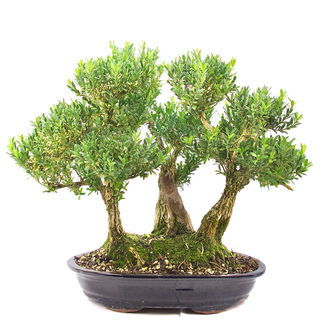 Chinesischer Buchsbaum 'Buxus harlandii'