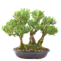 Chinesischer Buchsbaum 'Buxus harlandii'