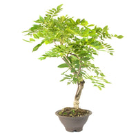 Blauregen 'Wisteria floribunda' Bearbeitet