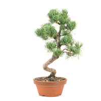 Mädchenkiefer 'Pinus parviflora'
