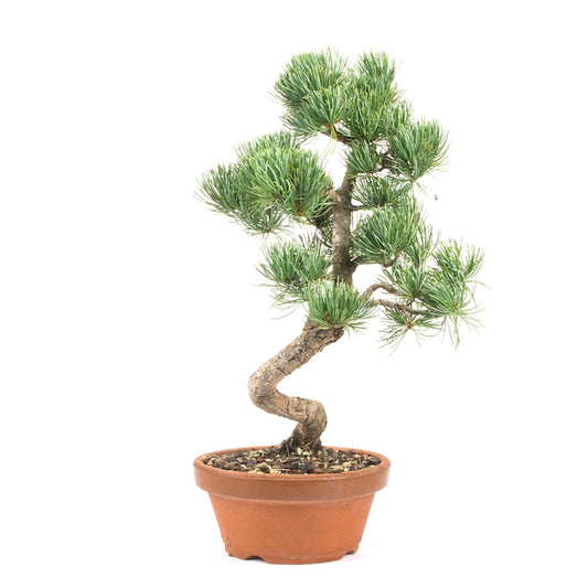 Mädchenkiefer 'Pinus parviflora'