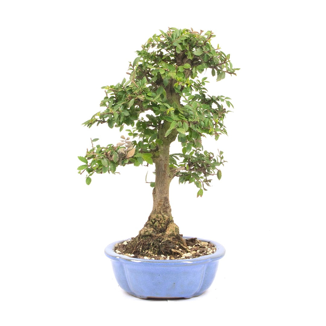 Japanische Ulme 'Ulmus japonica'