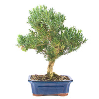 Chinesischer Buchsbaum 'Buxus harlandii'