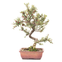 Fächer- Zwergmispel 'Cotoneaster horizontalis'