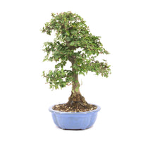 Japanische Ulme 'Ulmus japonica'
