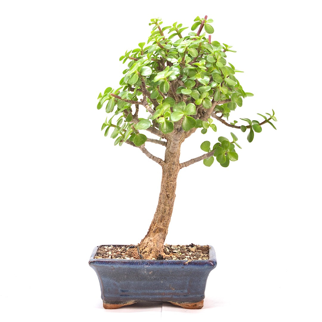 Speckbaum 'Portulacaria afra'