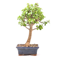 Speckbaum 'Portulacaria afra'