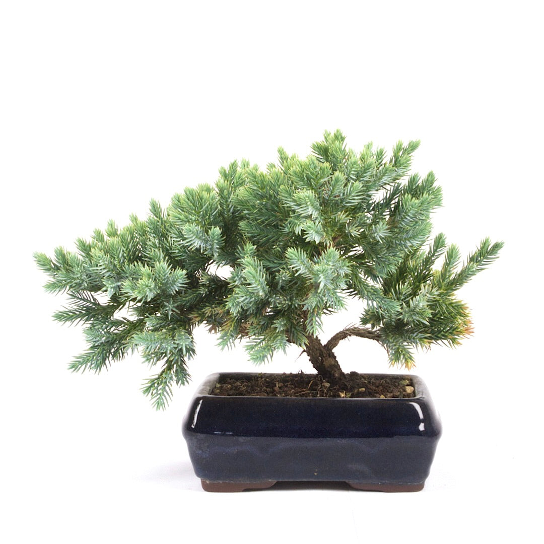 Kissen Wacholder 'Juniperus procumbens Nana'