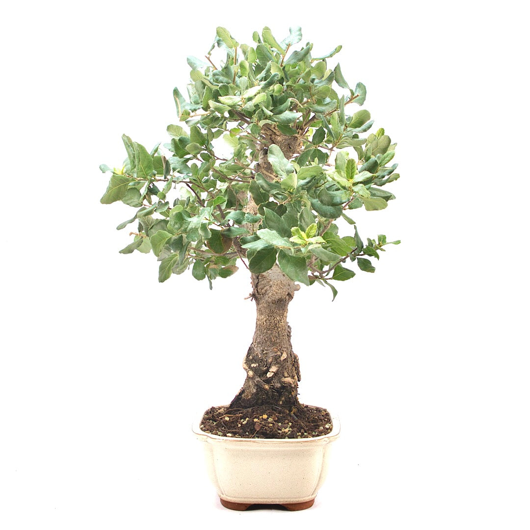 Kork-Eiche 'Quercus suber'