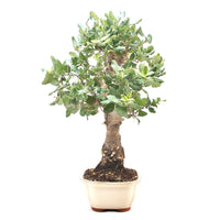 Kork-Eiche 'Quercus suber'