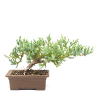 Kissen Wacholder 'Juniperus procumbens Nana'