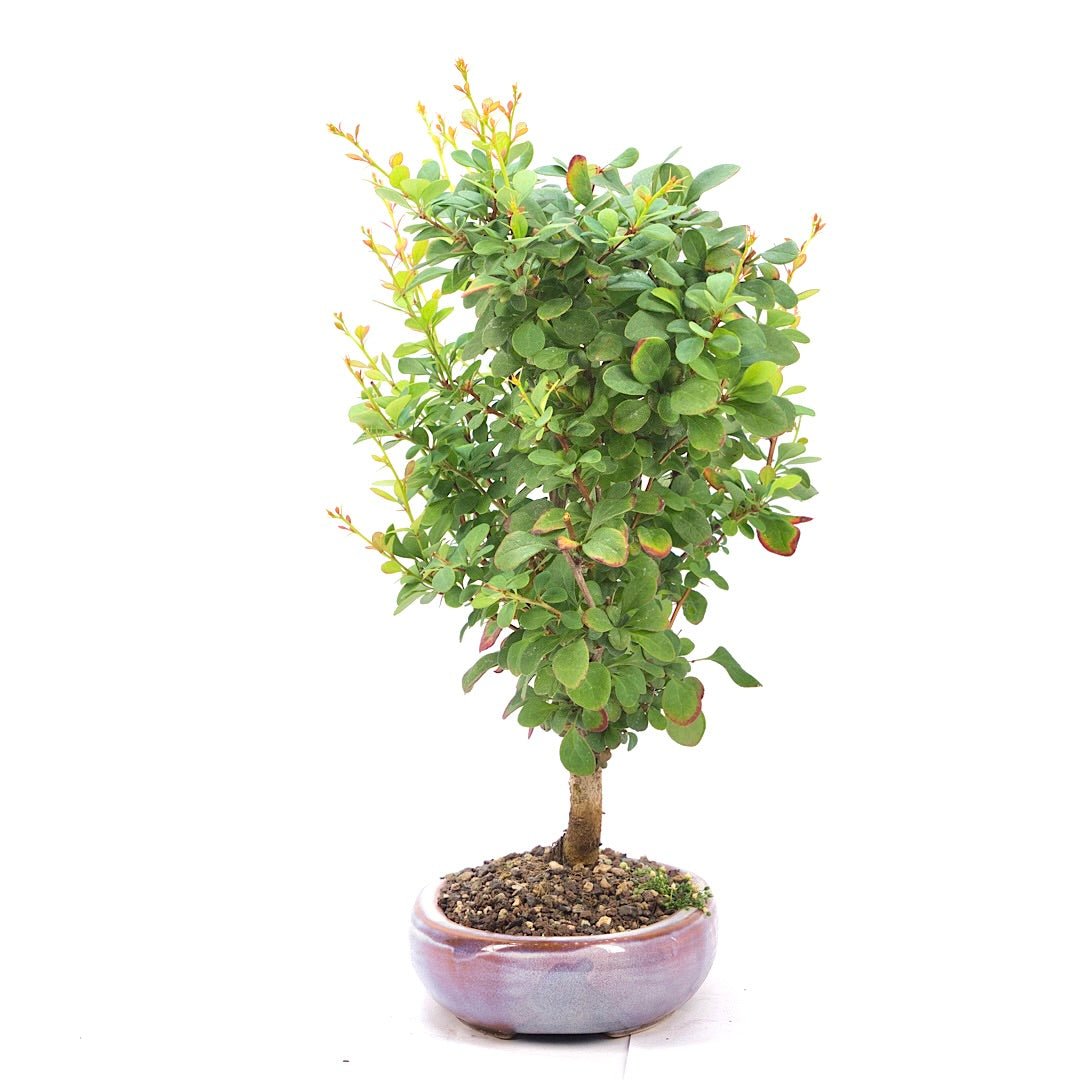 Berberitze 'Berberis