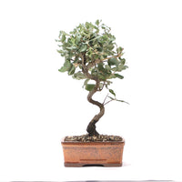 Kork-Eiche 'Quercus suber'