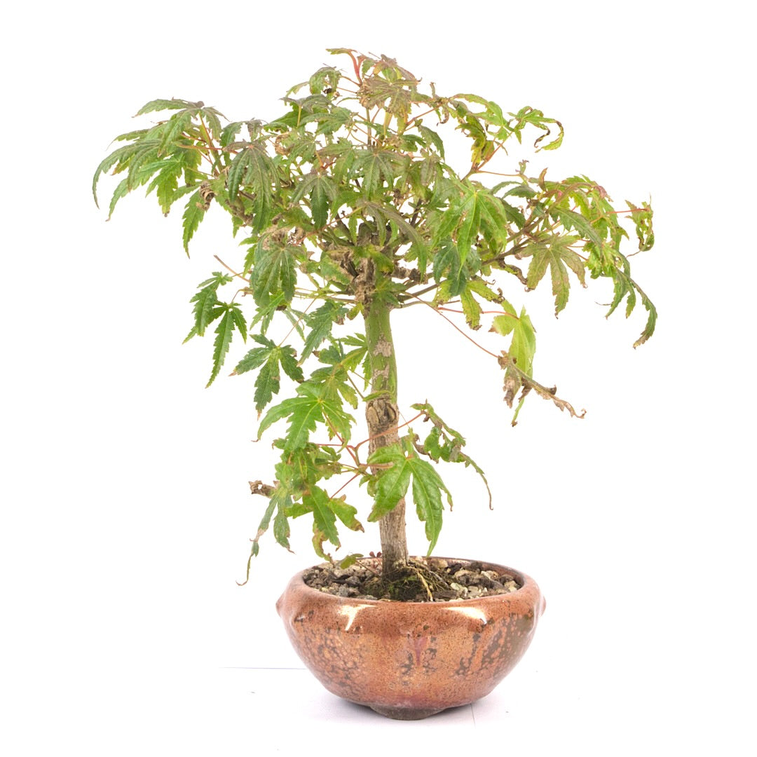 Fächer-Ahorn 'Acer palmatum'
