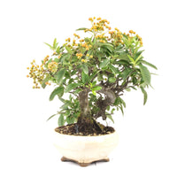 Feuerdorn 'Pyracantha coccinea'