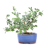 Winterjasmin 'Jasminum nudiforum'