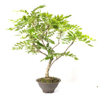 Blauregen 'Wisteria floribunda' Bearbeitet