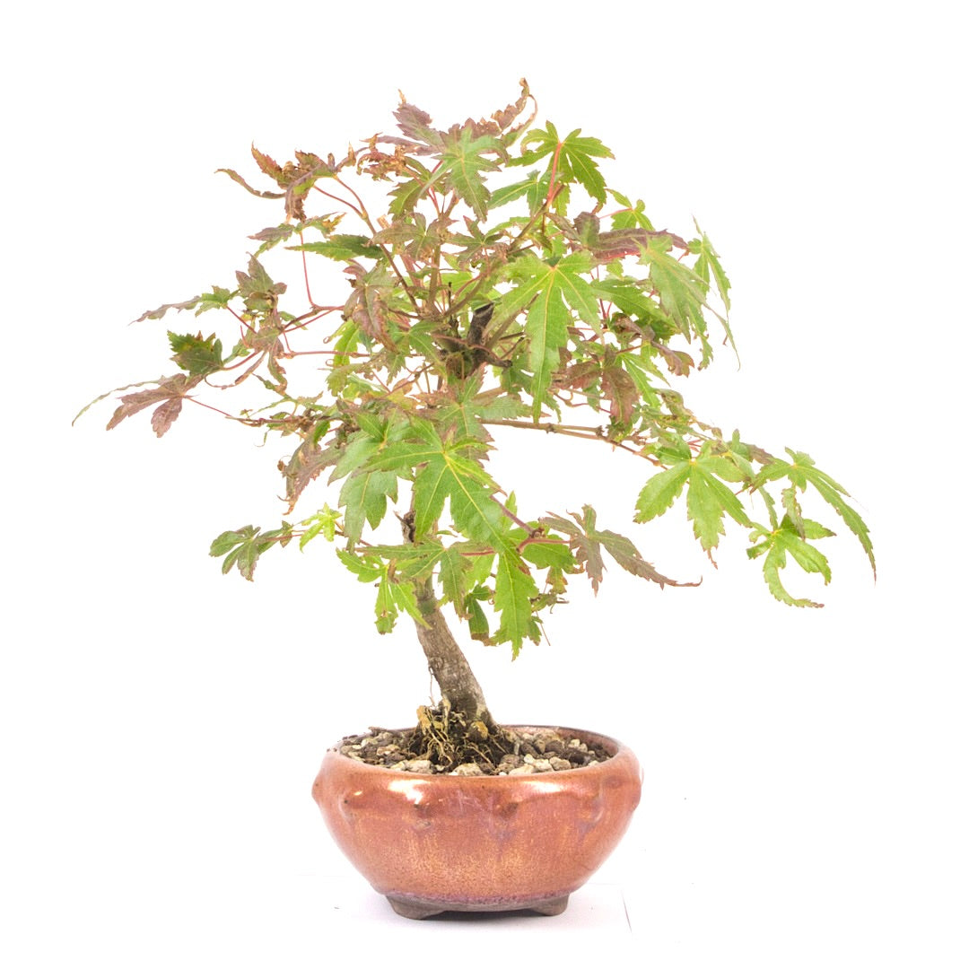 Fächer-Ahorn 'Acer palmatum'